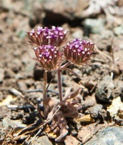 Hernandez spineflower in early flower, Clear Creek Management Area (San Benito Co.). Photo © June 7, 2013 Chris Winchell. Hernandez spineflower in early flower, Clear Creek Management Area (San Benito Co.). Photo © June 7, 2013 Chris Winchell.